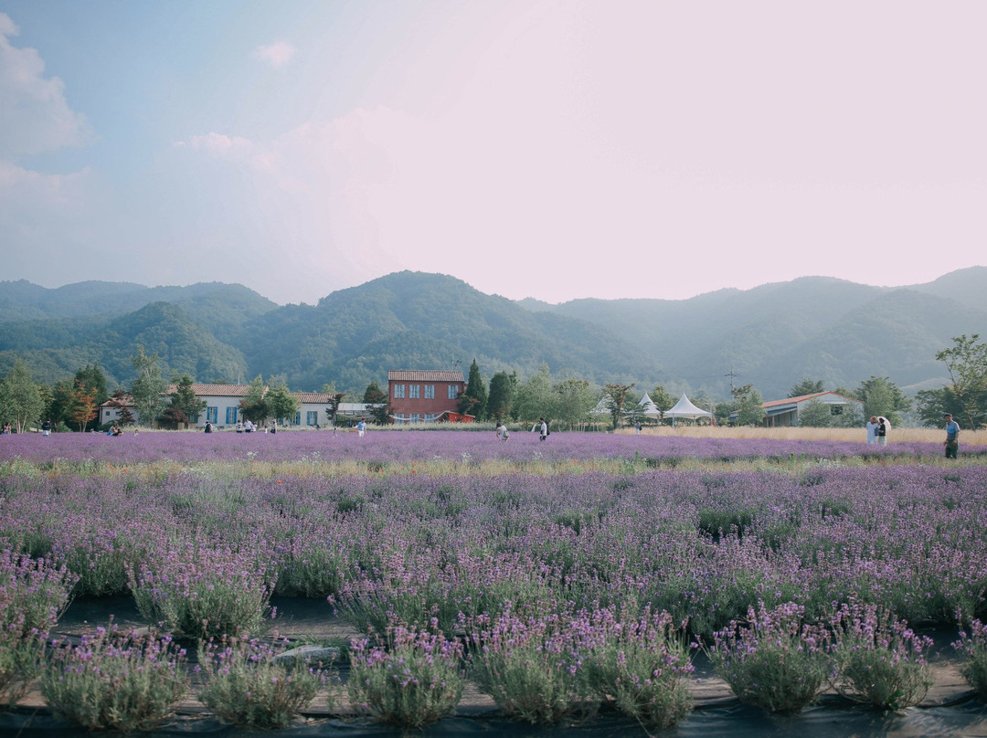 Haneui Lavender Farm-高城郡必去景点
