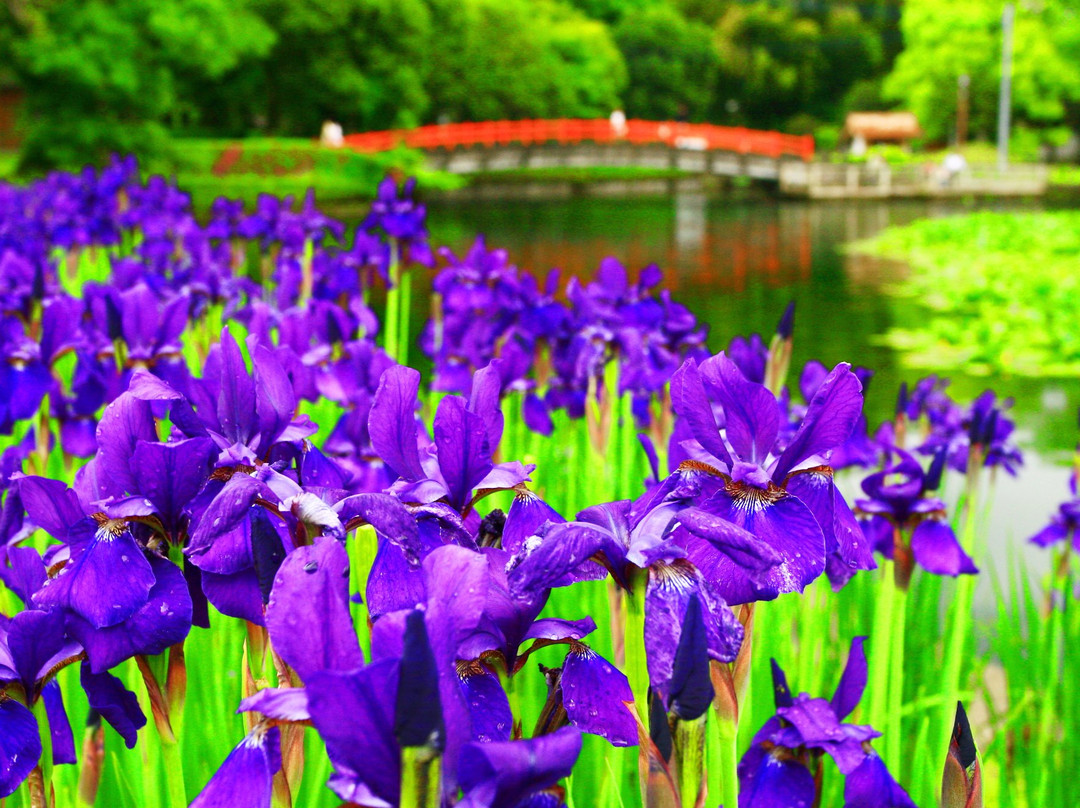Hayamizu Park-都城市必去景点