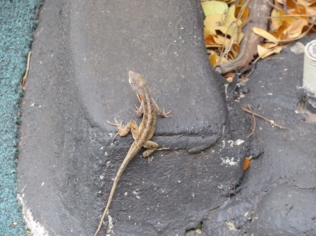 Tropics Mini Golf-阿伊亚必去景点