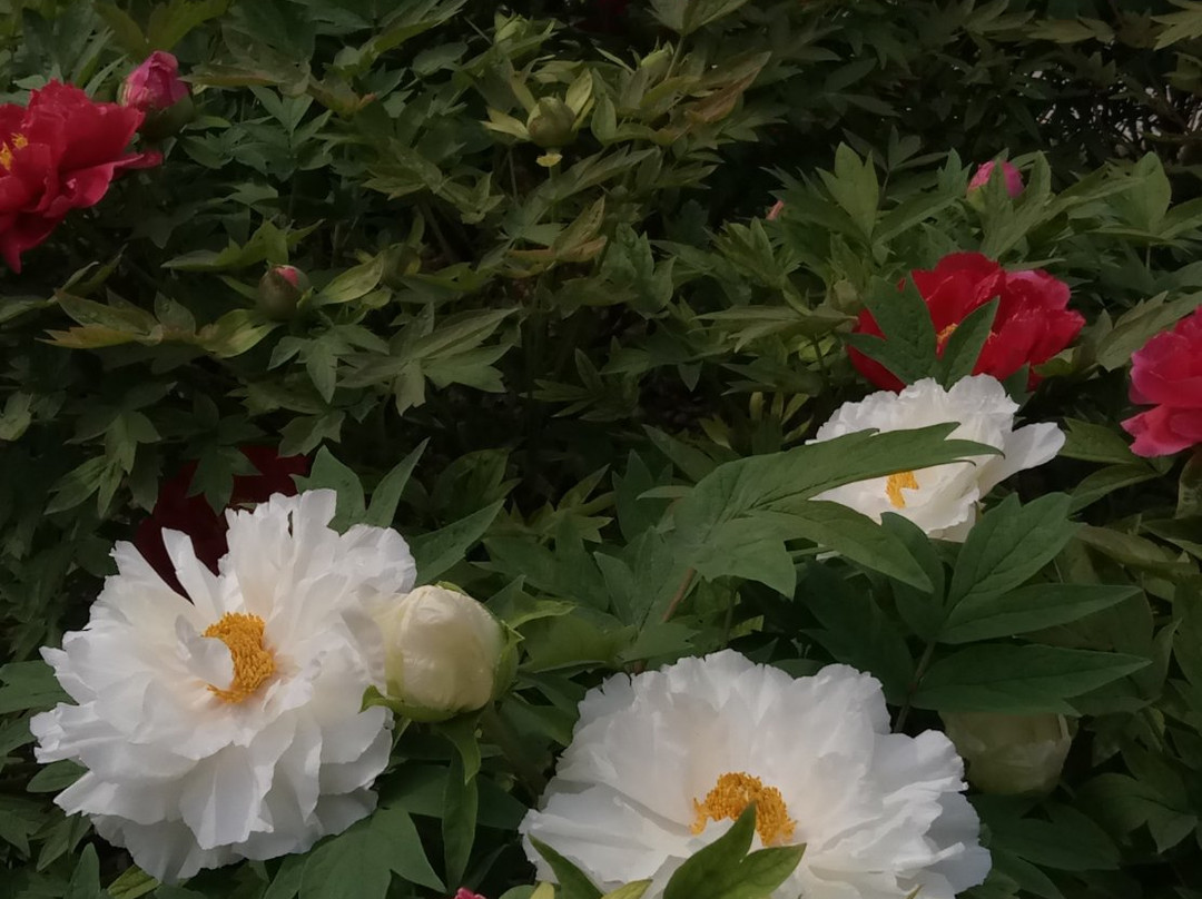 中国国花园-洛阳市必去景点