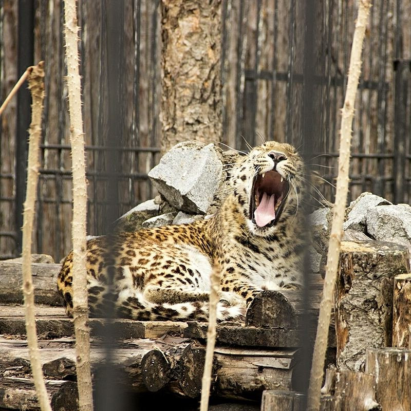 Zoosad Priamurskiy named after V.P. Sysoyev景点图片