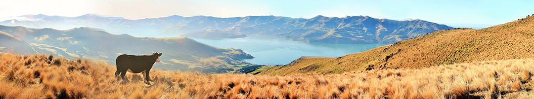 Akaroa Surf Safaris景点图片