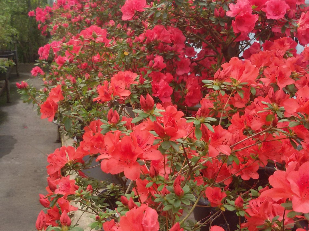 Kryvyy Rih Botanical Garden-Kryvyy Rih必去景点