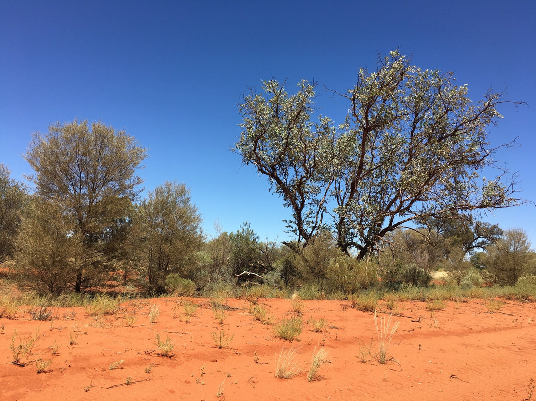 Ernest Giles Road-爱丽斯泉必去景点