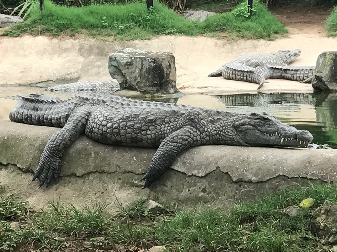 Crocodile Creek景点图片