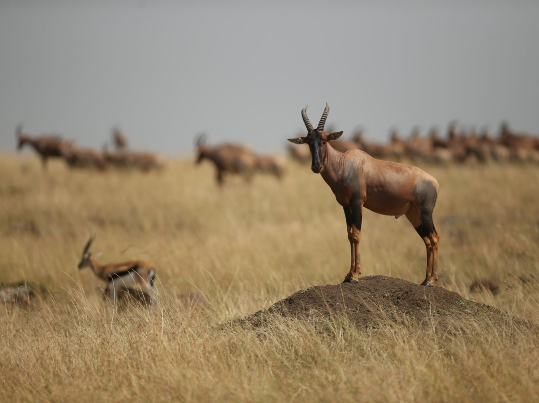 Bongo Asili Cultural travels ltd-涅里必去景点