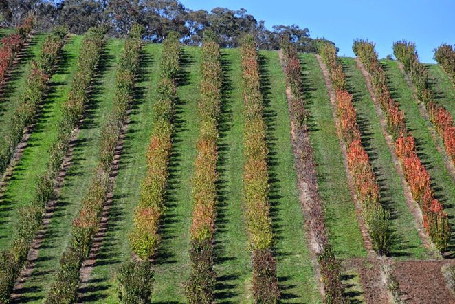 Adelaide Hills Tourist Drive 51-Campbelltown必去景点