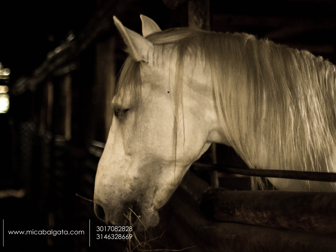 Mi Cabalgata-麦德林必去景点