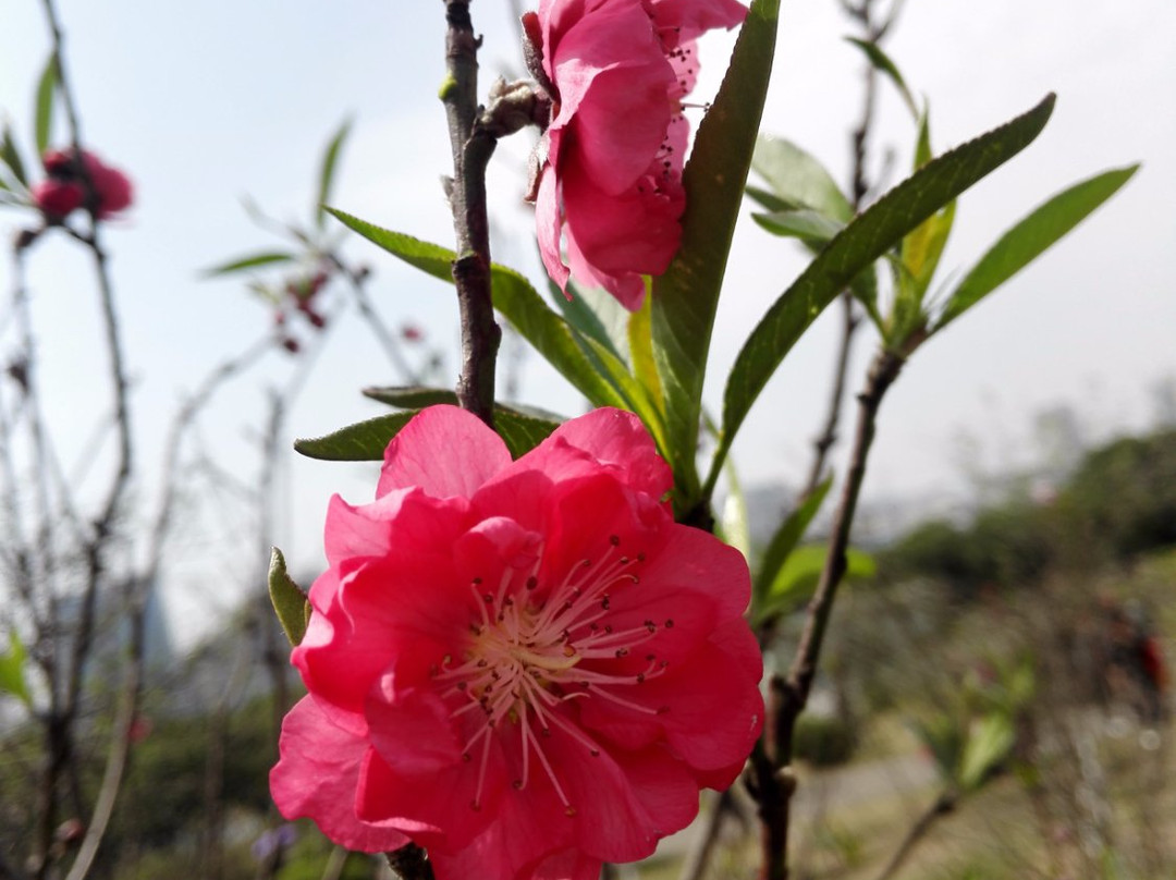 紫马岭公园-中山市必去景点