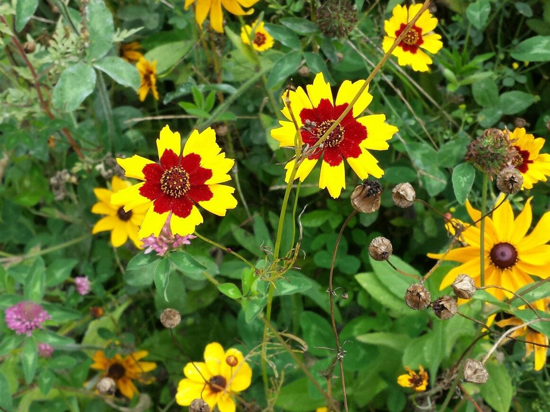 High Knob Recreational Area-Wise必去景点