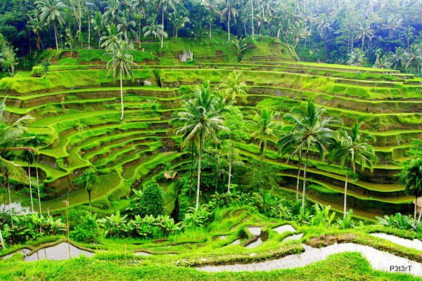 Sunrise Bali Tour-登巴萨必去景点