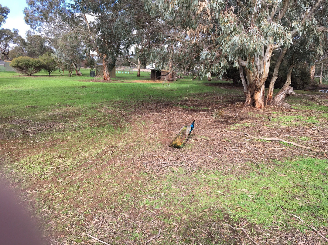 Bordertown旅游景点-Kaniva Wetlands and Fauna Park