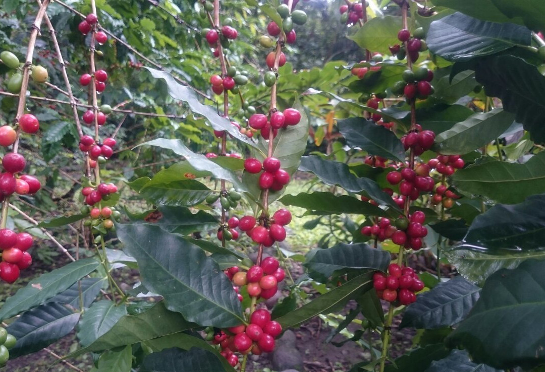 Ex Hacienda de Nogueras-Comala必去景点