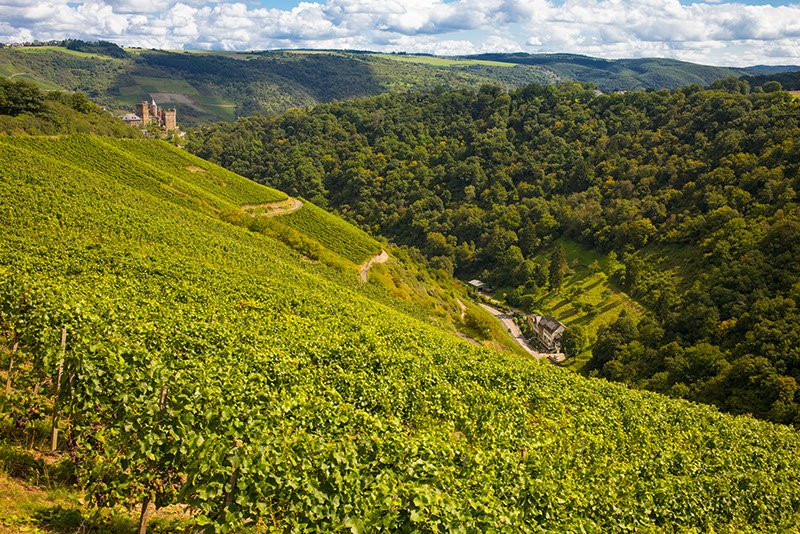 Weingut Lanius-Knab景点图片