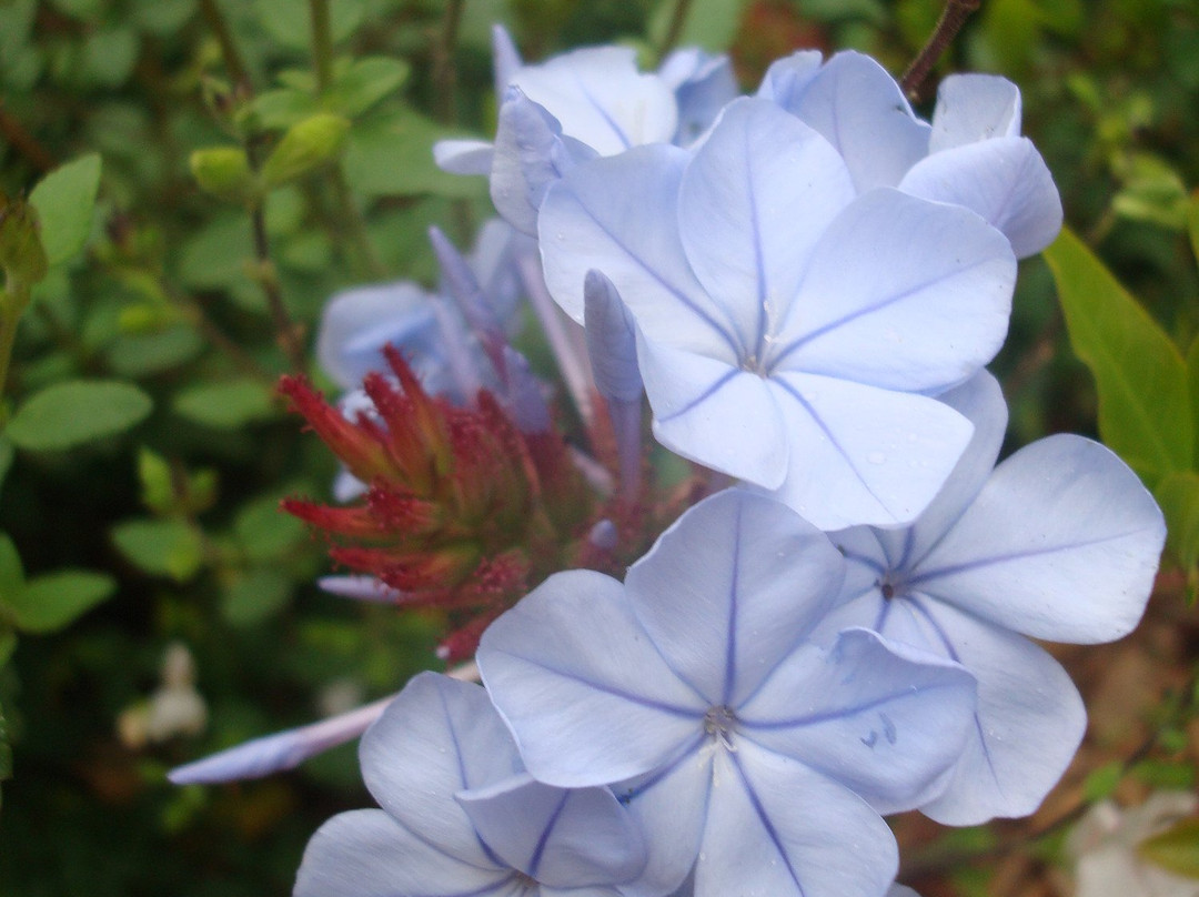 麦莱恩公园-旧金山必去景点