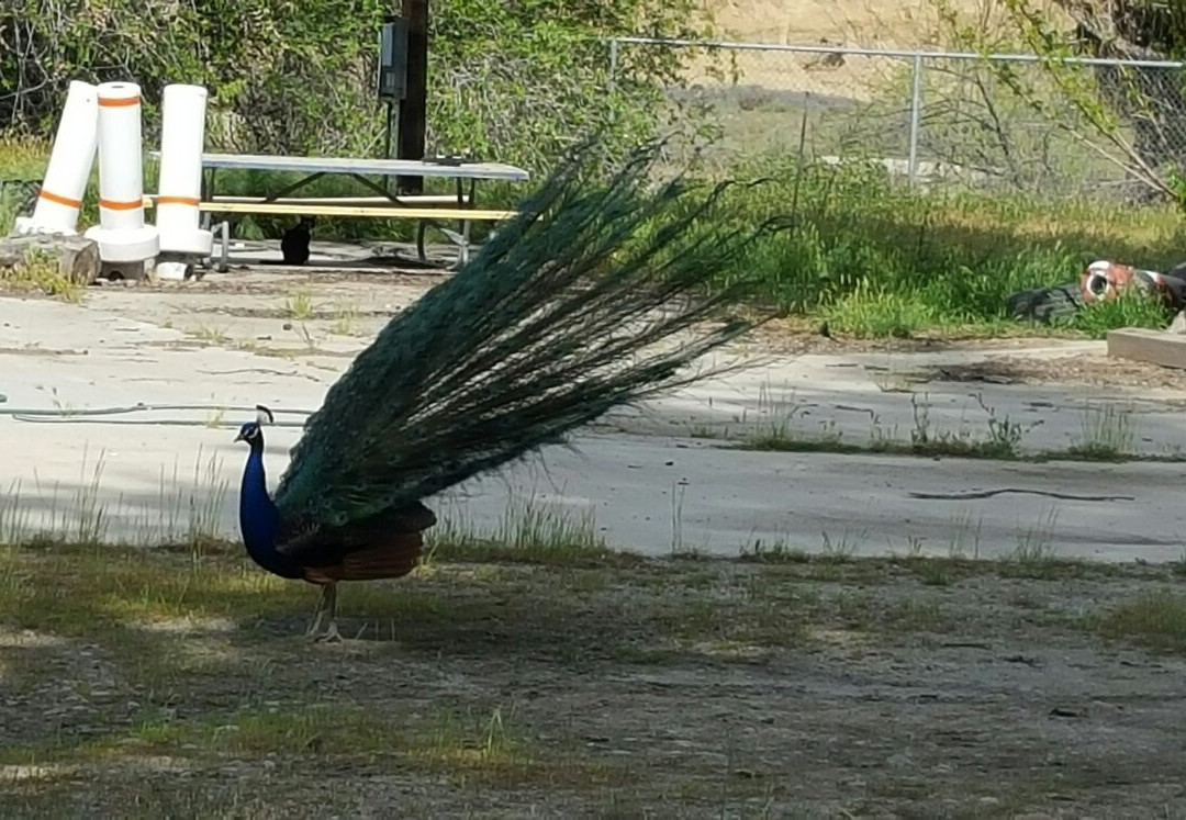 Peacocks at Hart Park景点图片
