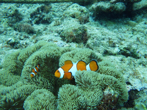 Island Breeze, Busena Resort-名护市必去景点