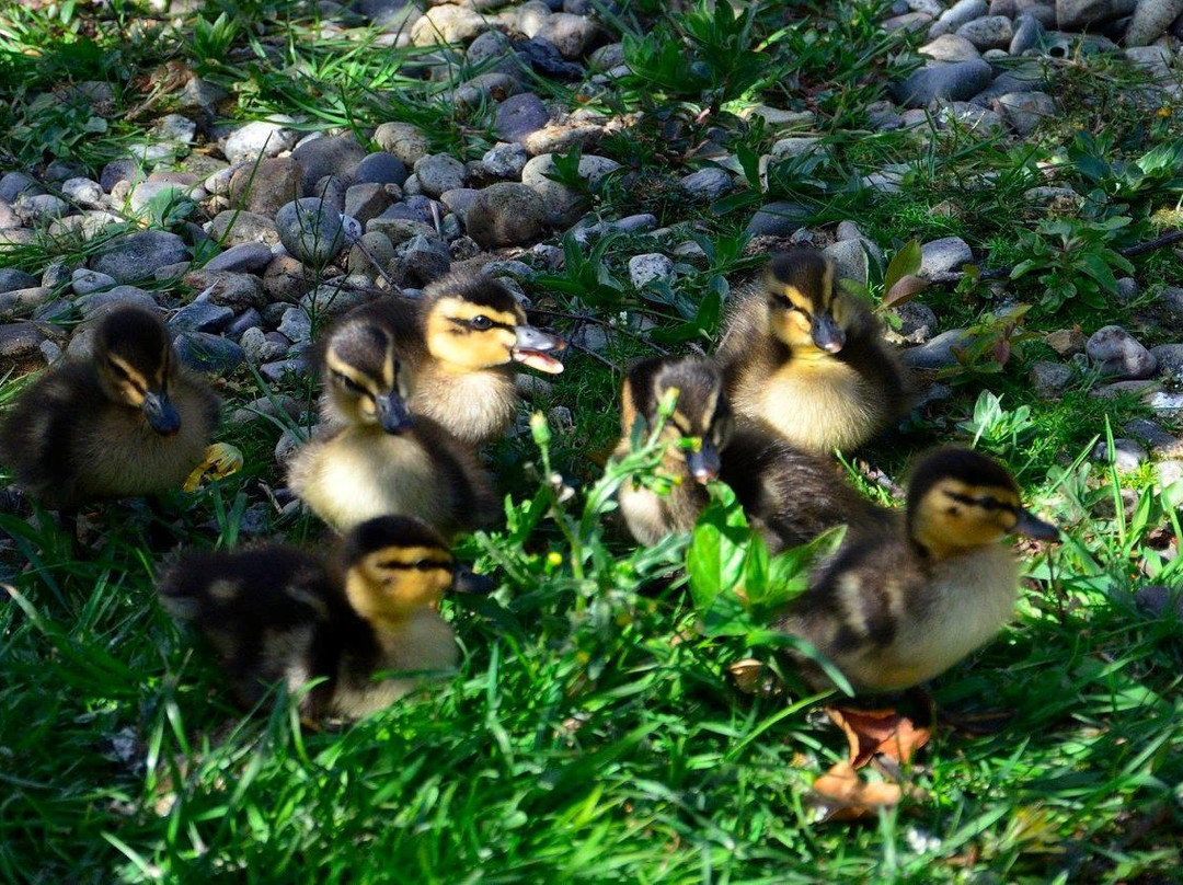 Rosaburn Ducks景点图片