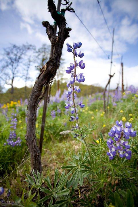 Klickitat Canyon Winery景点图片