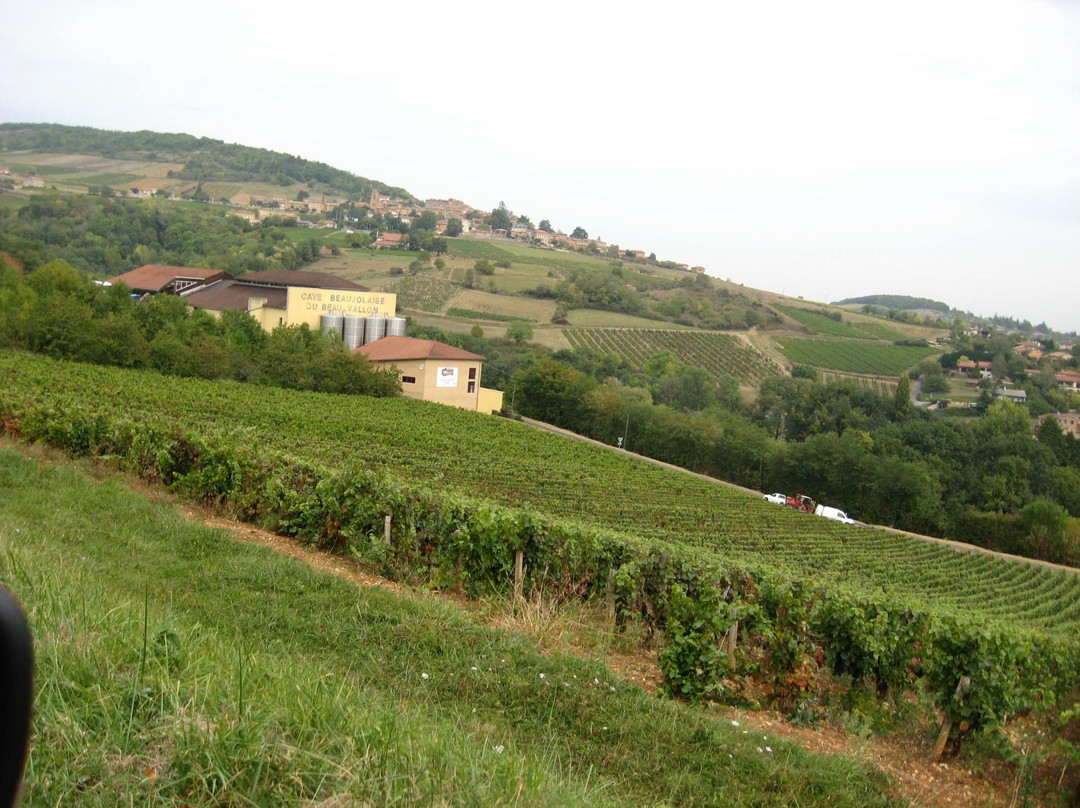 Vignoble des Pierres Dorées景点图片