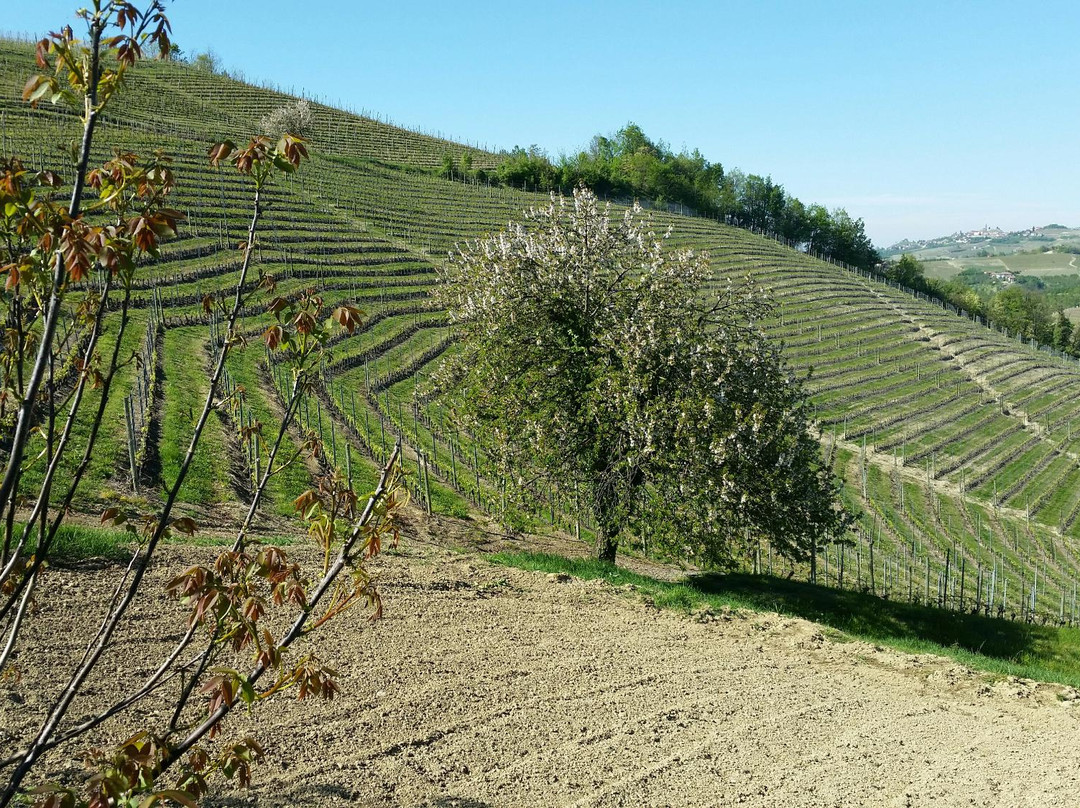 Cantina Gigi Rosso-Castiglione Falletto必去景点