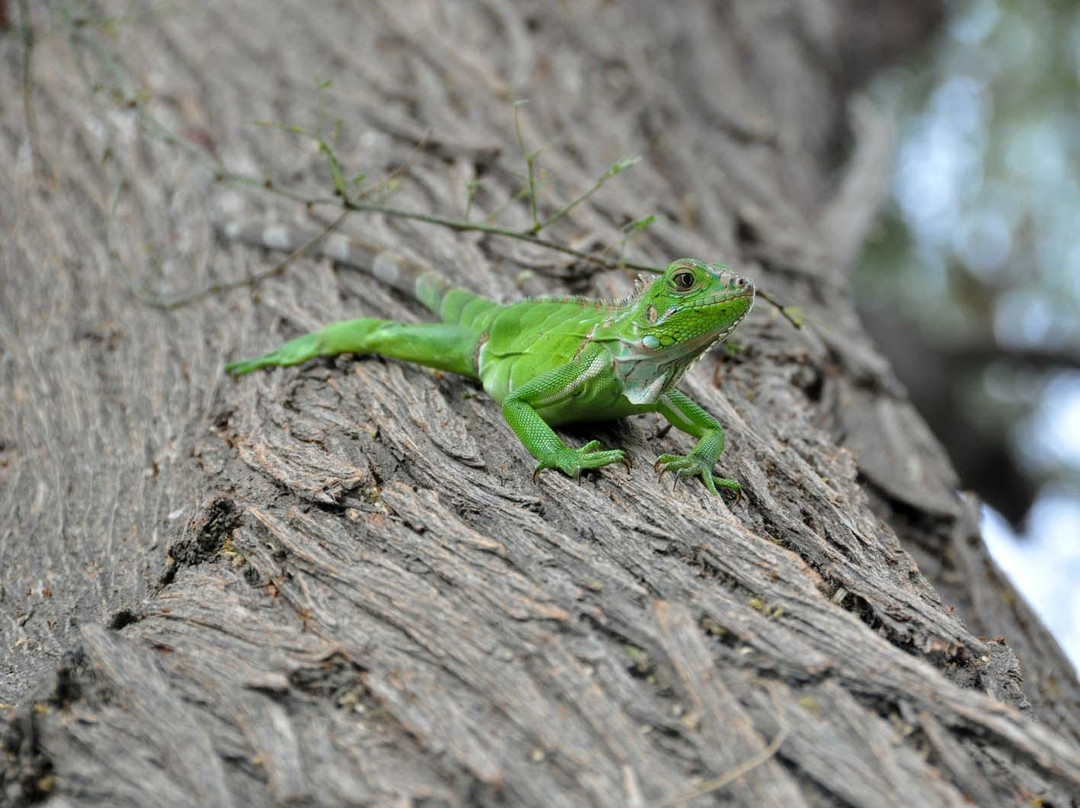 Universidad de Piura-Piura必去景点