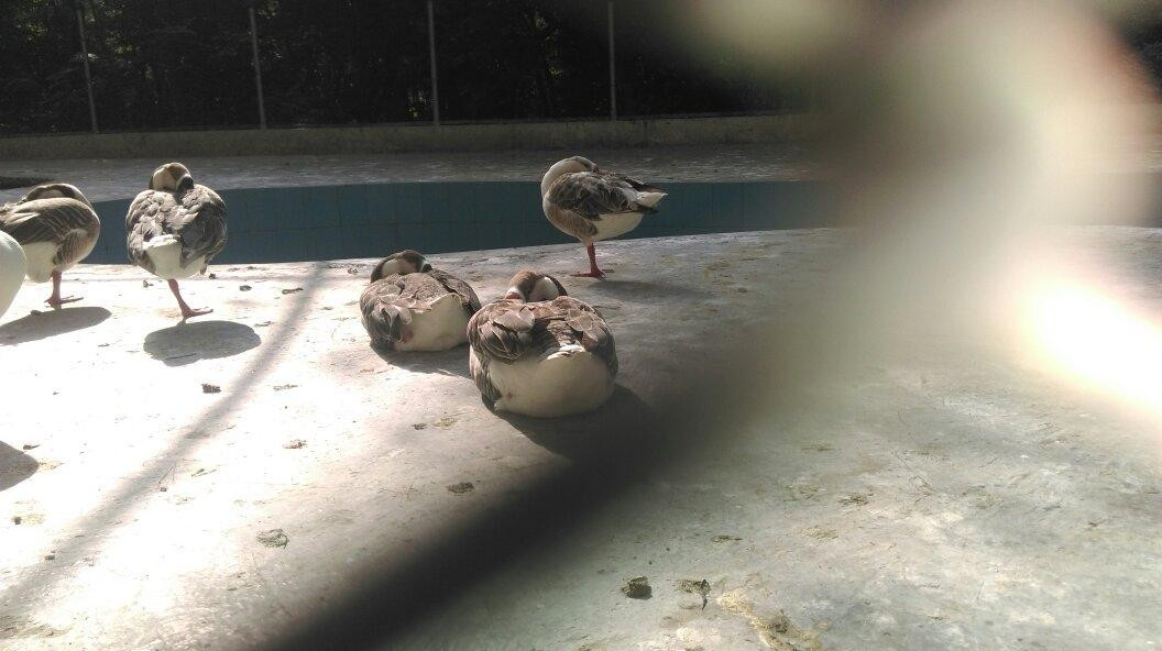 Bir Talab Zoo-Bathinda必去景点