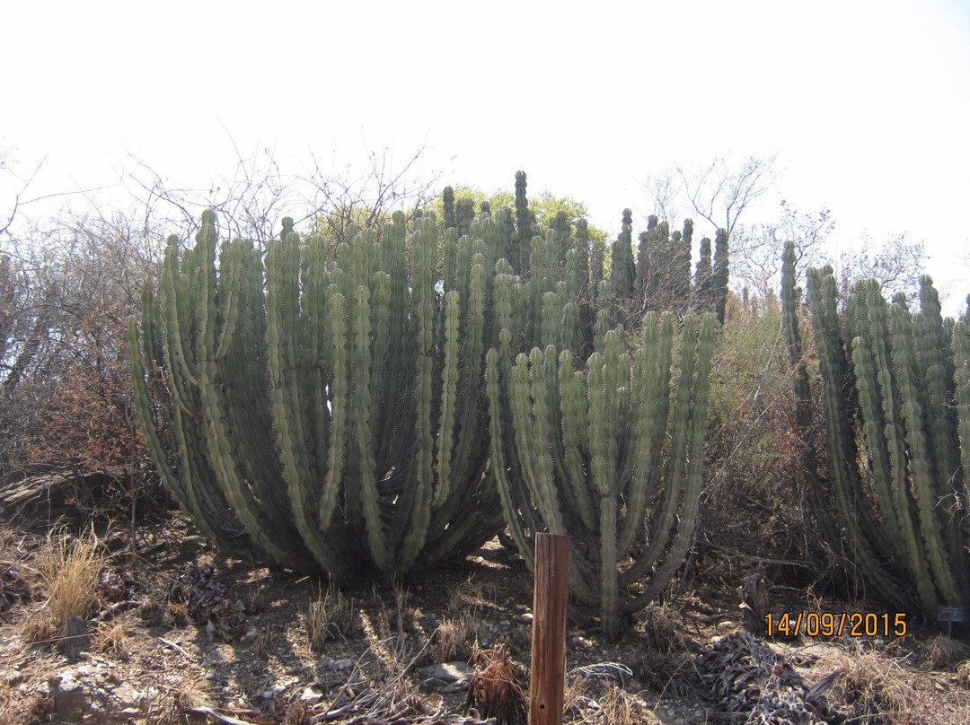 National Botanic Garden of Namibia-温德和克必去景点