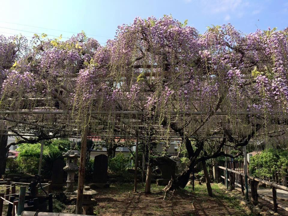 Koenji Temple-市川市必去景点