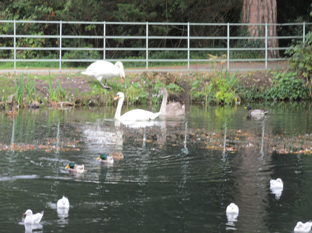 The Fairy Tree, Marlay Park-Rathfarnham必去景点