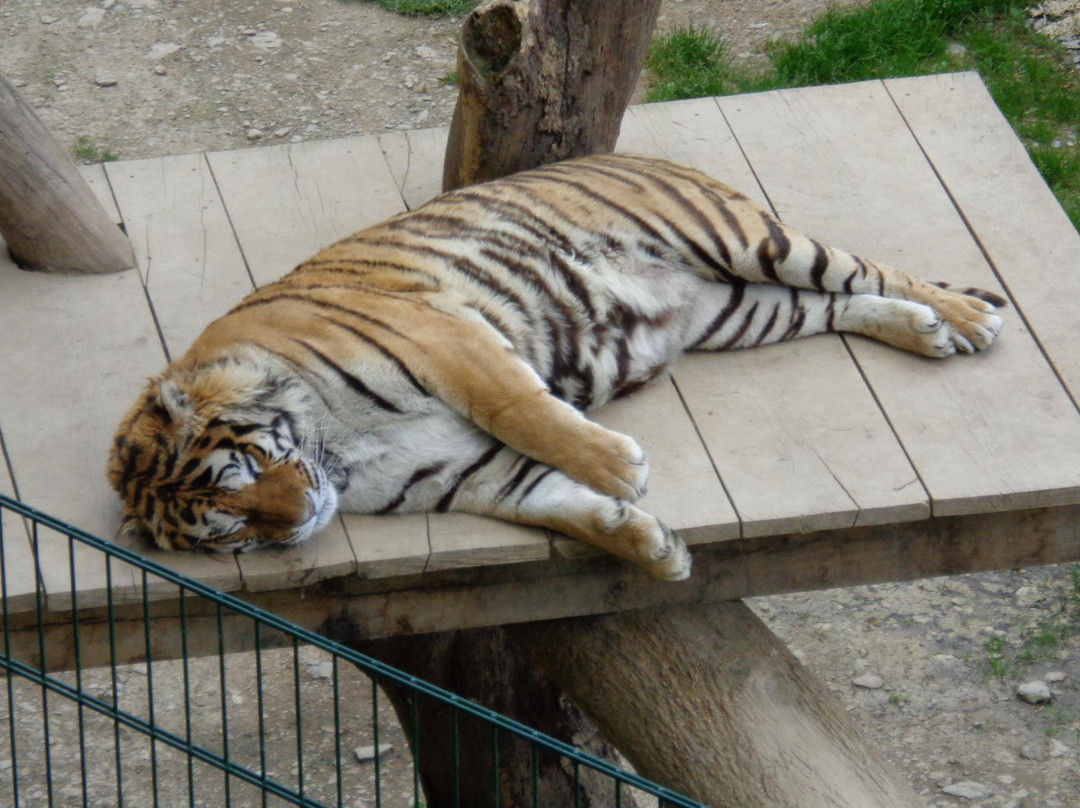 Bouillon Wildlife Park景点图片