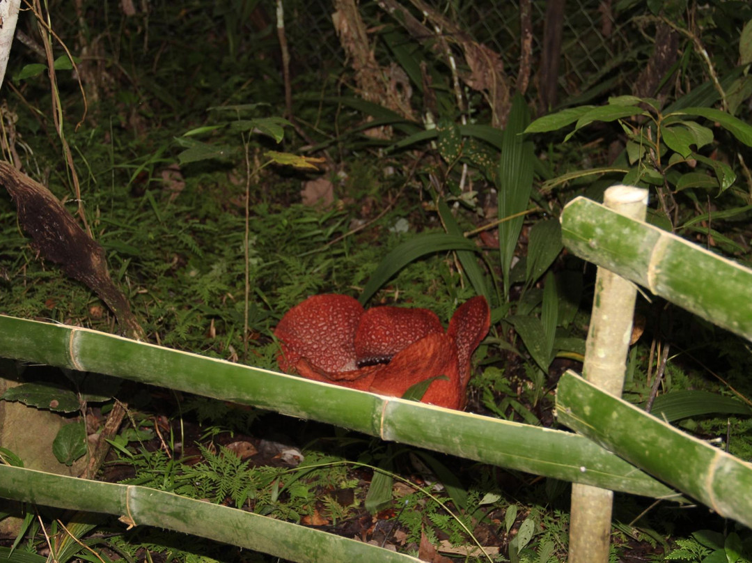 Napalus Rafflesia Garden-Poring必去景点