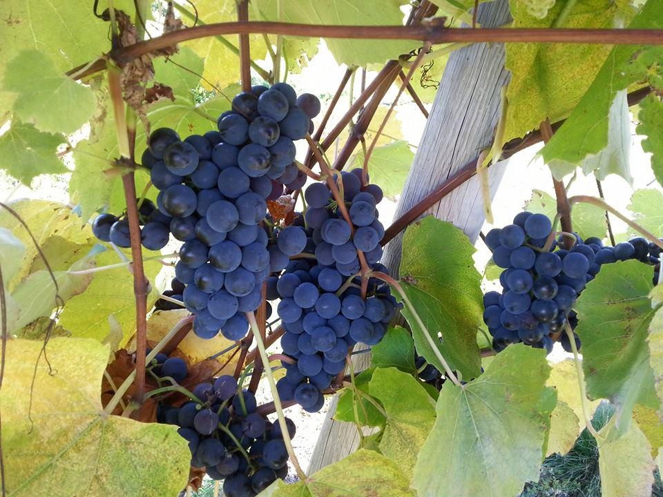 Richibucto River Wine Estate-Mundleville必去景点