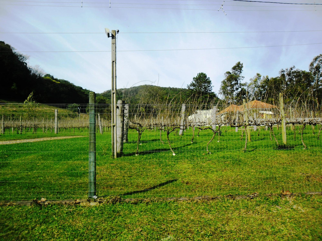 Vinícola Velho Amâncio景点图片
