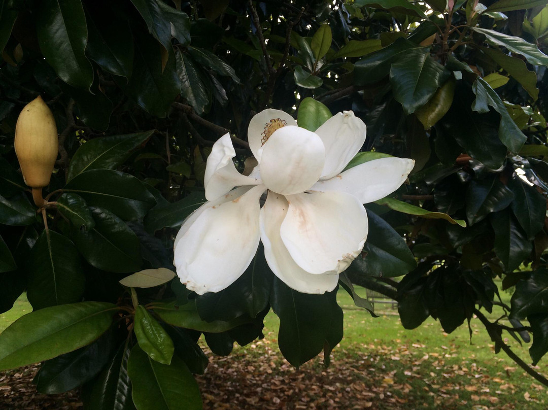 Smith's Fort Plantation-Surry必去景点