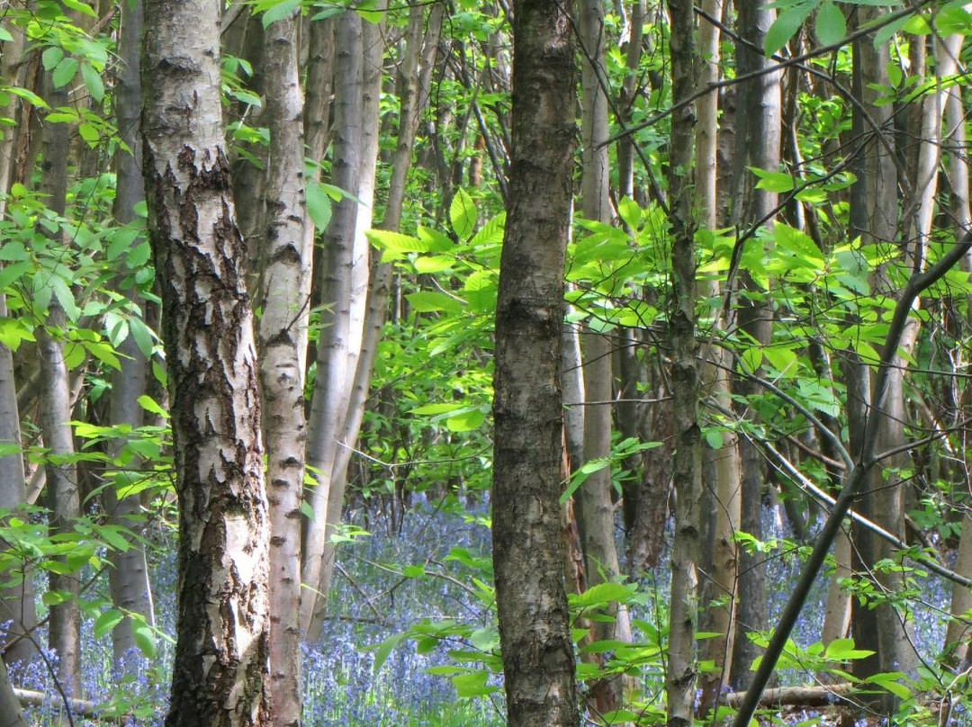 King's Wood景点图片