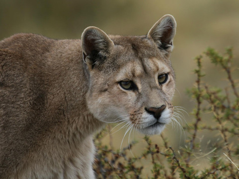 Far South Expeditions-蓬塔阿雷纳斯必去景点