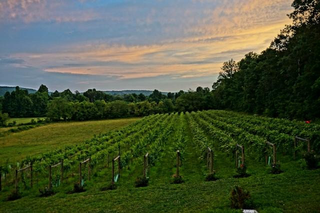 Red Heifer Winery-Smithsburg必去景点