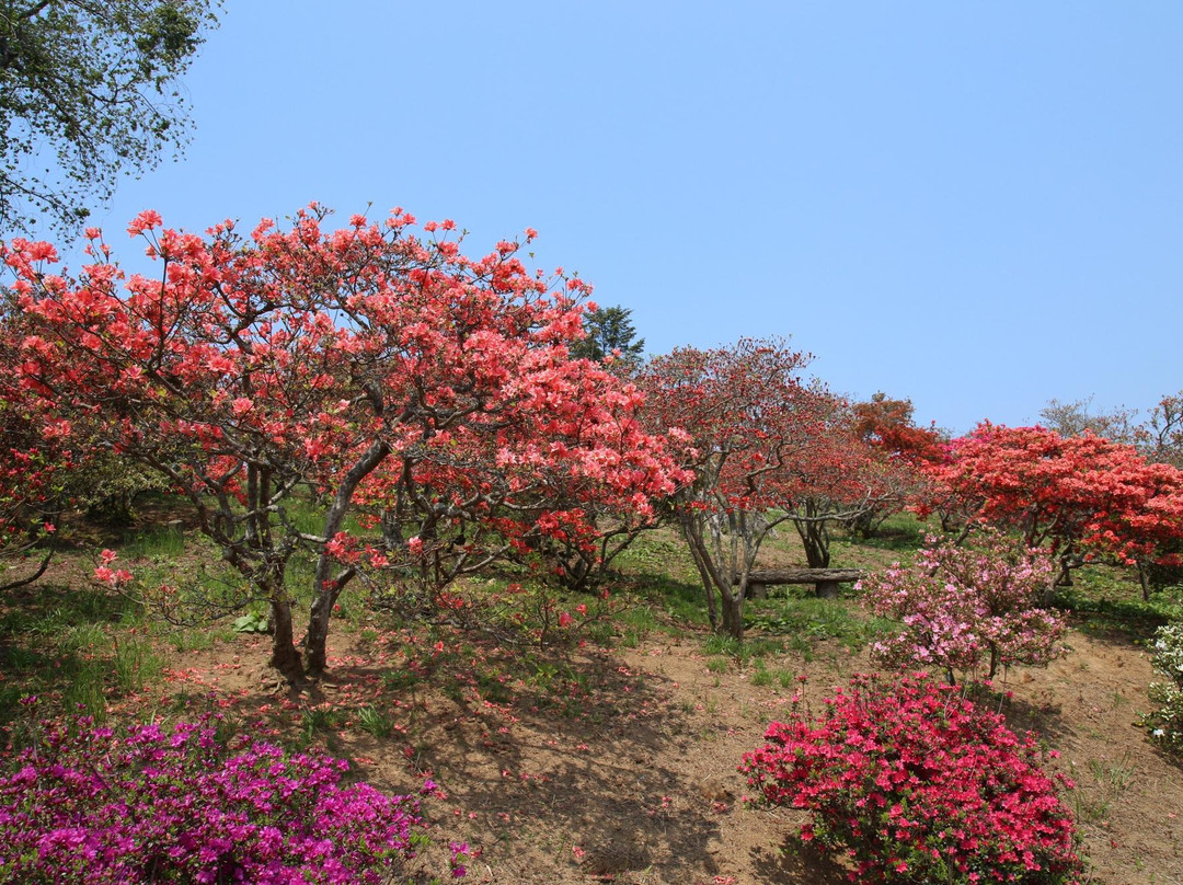 Kasama Azalea Matsuri-笠间市必去景点