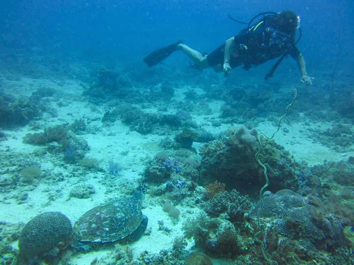 Dive Quirimbas景点图片