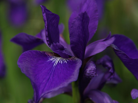 Puketarata Garden-Hawera必去景点
