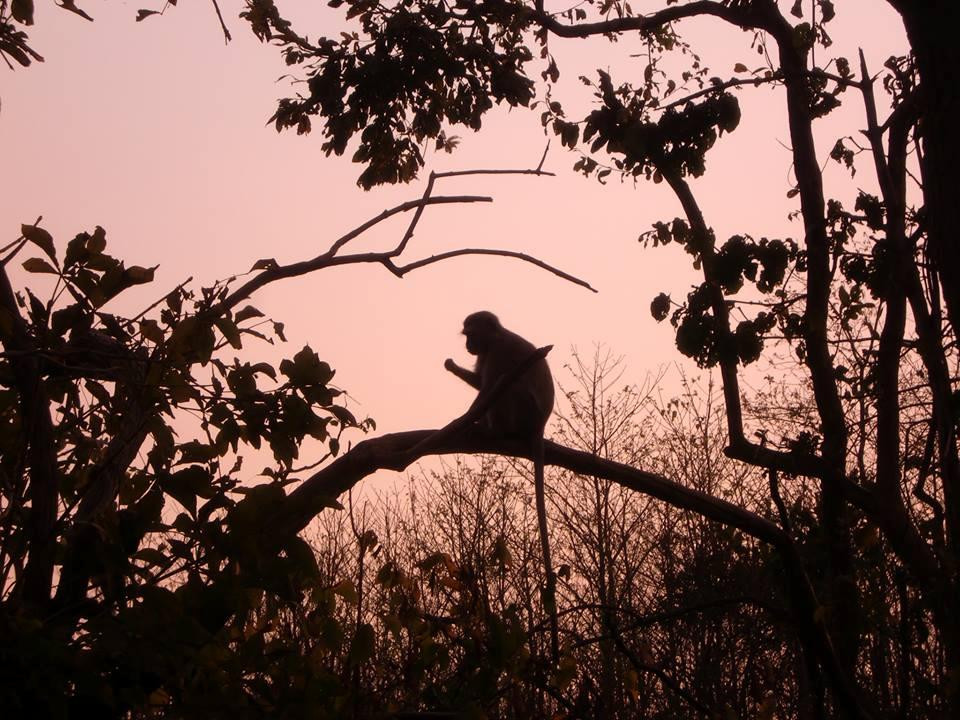 Lilongwe Wildlife Centre景点图片