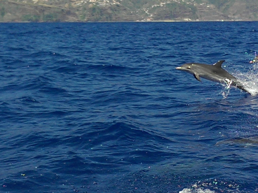 Lobosonda - Madeira Whale Watching-卡列塔必去景点