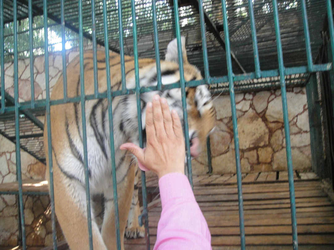 El Club de los Animalitos景点图片