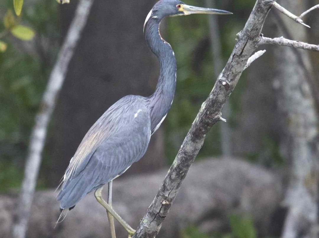 Chokoloskee Bay-大沼泽国家公园必去景点