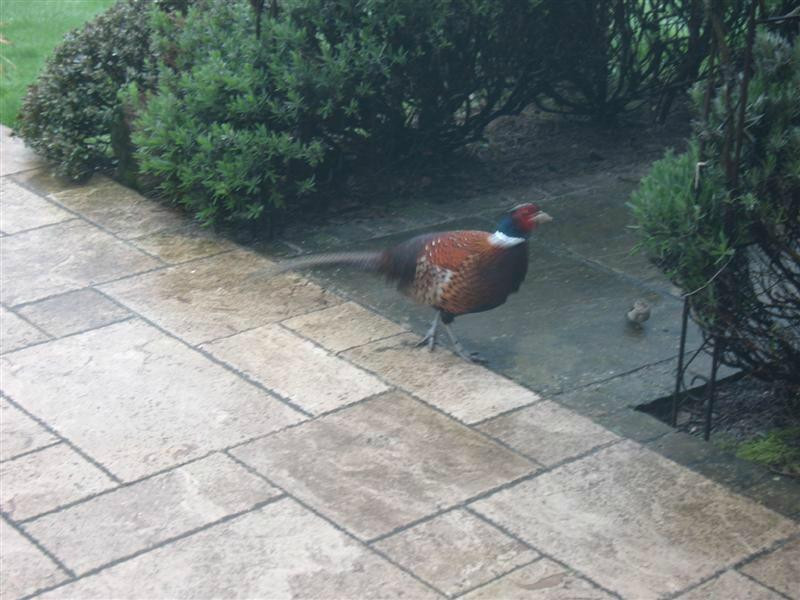 Baldash Cottage主图