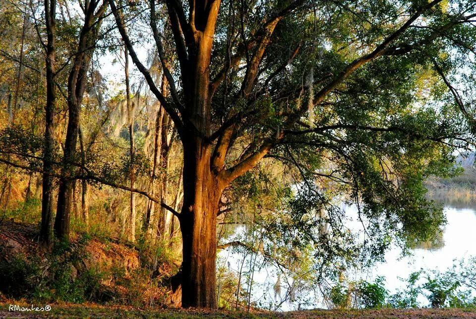Edward Medard Regional Park-普兰特城必去景点
