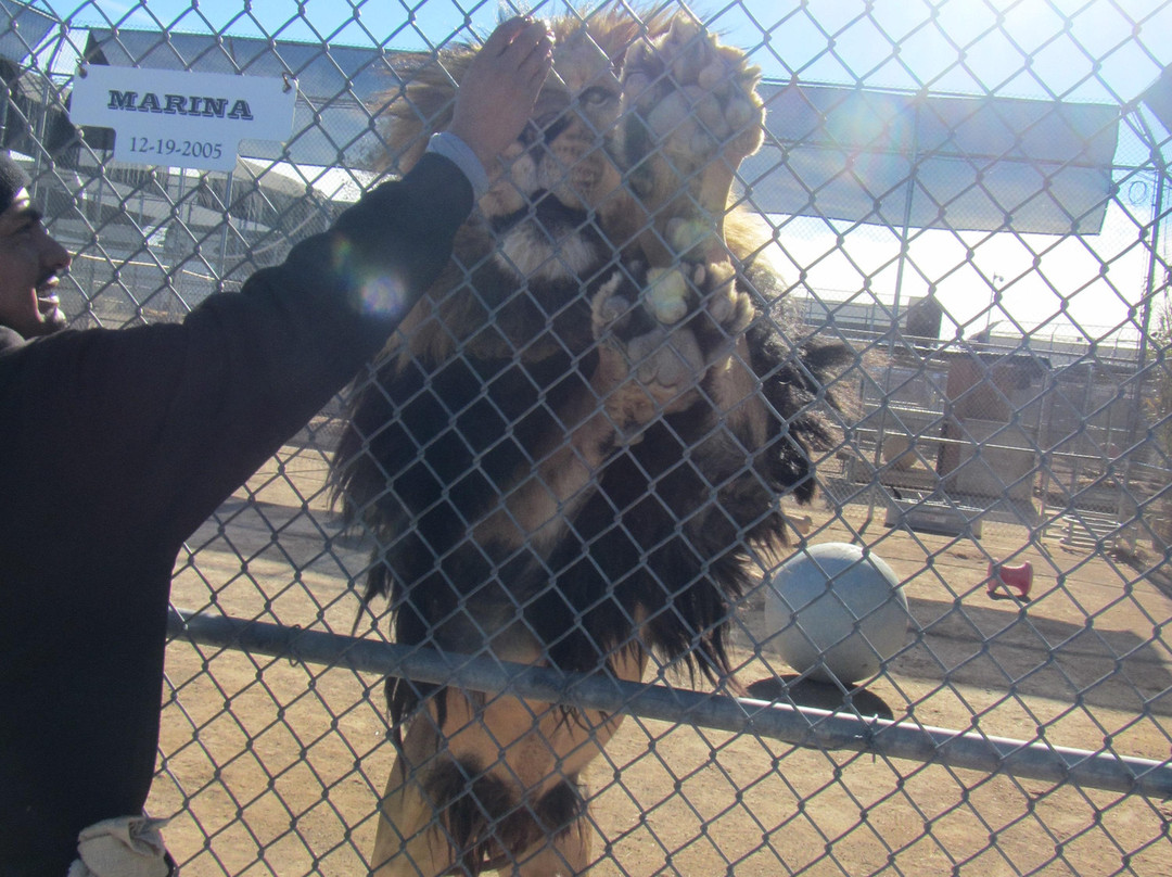 Lion Habitat Ranch-亨德森必去景点