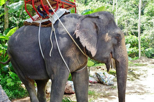 南门瀑布-苏梅岛必去景点