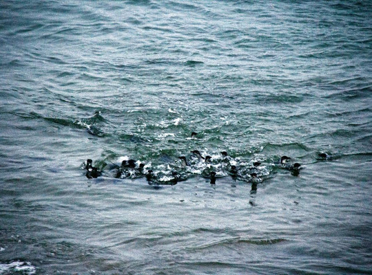 Blue Penguins Pukekura-但尼丁必去景点